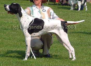 BPIB & 1st Minor Puppy Dog